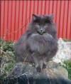 /album/coreyho-predkovia/signe-felis-jubatus-jpg1/